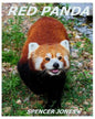 Red Panda: Learn About Red Pandas-Amazing Pictures & Fun Facts - Paperback
