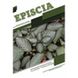 Episcia: Closed terrarium, Beginner's Guide - Paperback