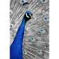 Blue Peacock: The Indian Peafowl or Blue Peafowl Is a Large and Brightly Colored Bird, Native to South Asia. - Paperback