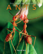 Ants: Amazing Pictures & Fun Facts on Animals in Nature - Paperback