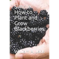 Simple How-To Plant and Grow Blackberries - Paperback