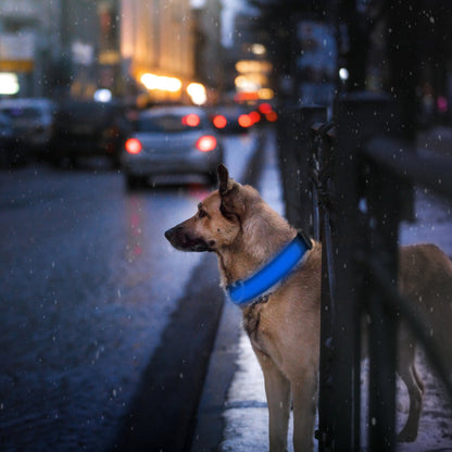 GBruno LED Dog Collar USB