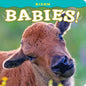 Bison Babies! - Board Book