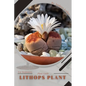 Lithops Plant: Plant Guide - Paperback