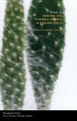 Poems of Hiromi Ito, Toshiko Hirata & Takako Arai - Paperback