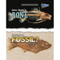 How Does a Bone Become a Fossil? - Paperback