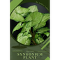 Syngonium Plant: Plant Guide - Paperback
