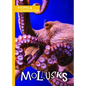 Mollusks - Library Binding