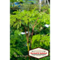 The Moringa Tree: What you don't know can HEAL you! - Paperback