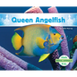 Queen Angelfish - Library Binding