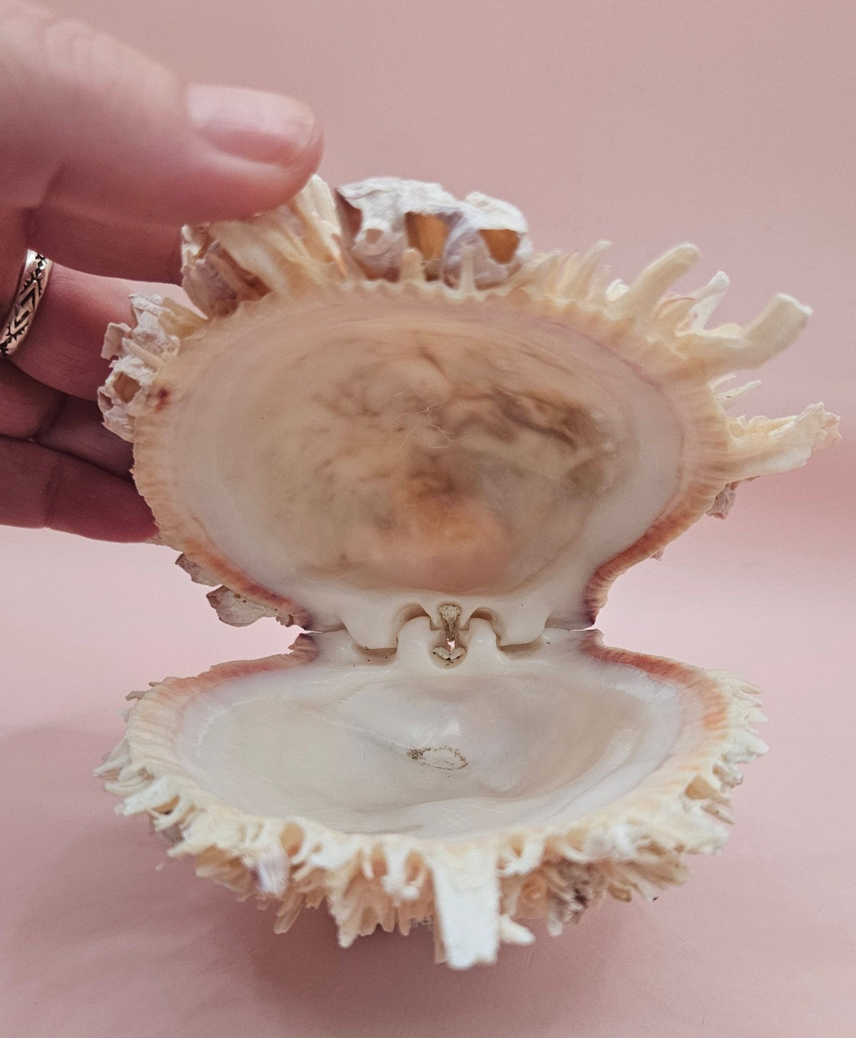 5" Spondylus Shell with Barnacles – Textured Coastal Display Spiny Oyster Shell