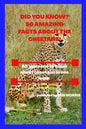 Did You Know? 50 Amazing Facts about the Cheetahs!: Interesting facts about cheetahs - Paperback