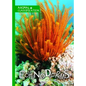 Echinoderms - Library Binding