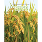 Rice - Library Binding