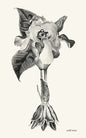 wild irises - Paperback