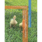 The Ultimate Guide to Incubating Duck Eggs: : A Handbook for Backyard Duck Enthusiasts - Paperback