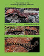 A Field Guide to the Geckos of Northern Territory - Paperback
