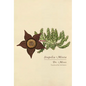 Stapelia Mixta - Paperback