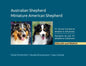 Australian Shepherd, Miniature American Shepherd: FCI Breed Standards detailed in 238 photos, English and French - Paperback