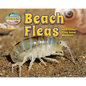 Beach Fleas and Other Tiny Sand Animals - Library Binding