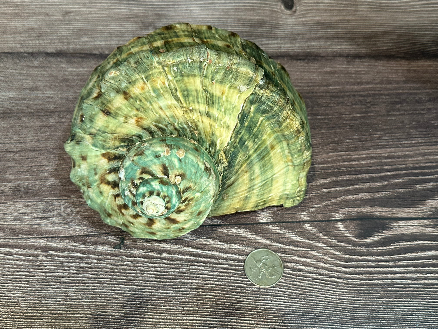 Raw Turbo Marmoratus Shell