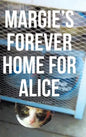 Margie's Forever Home For Alice - Hardcover