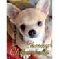 Cheeky Chihuahuas - Paperback