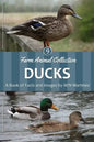 Ducks - Paperback