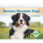 Bernese Mountain Dogs - Library Binding