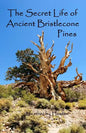 The Secret Life of Ancient Bristlecone Pines: Book One of the Secret Life Series - Paperback