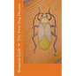 The Frost Bug Dreams - Paperback