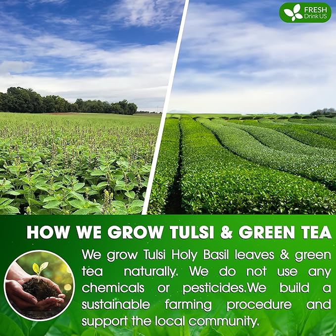 FreshDrinkUS, Premium 135 Tulsi Green Tea Bags, 100% Natural, Blend of Tulsi Holy Basil Leaves, and Green Tea Leaves. Made with Natural Material Tea Bags. No Sugar, Vegan.