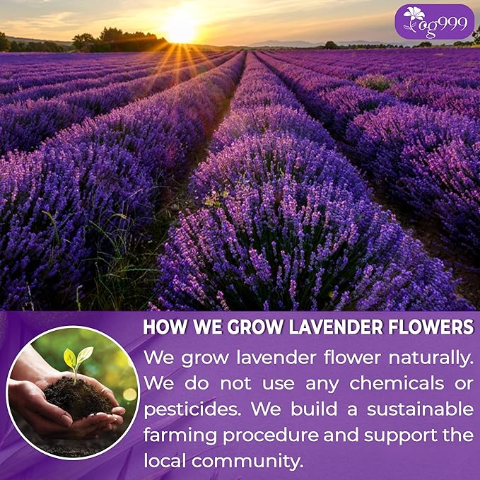 TOG999, Premium 30 Lavender Flower Tea Bags, 100% Natural & Pure from Lavender Flowers. Loose Flower Lavender Herbal Tea. Lavender Flower Tea. No Sugar, No Caffeine, No Gluten, Vegan.
