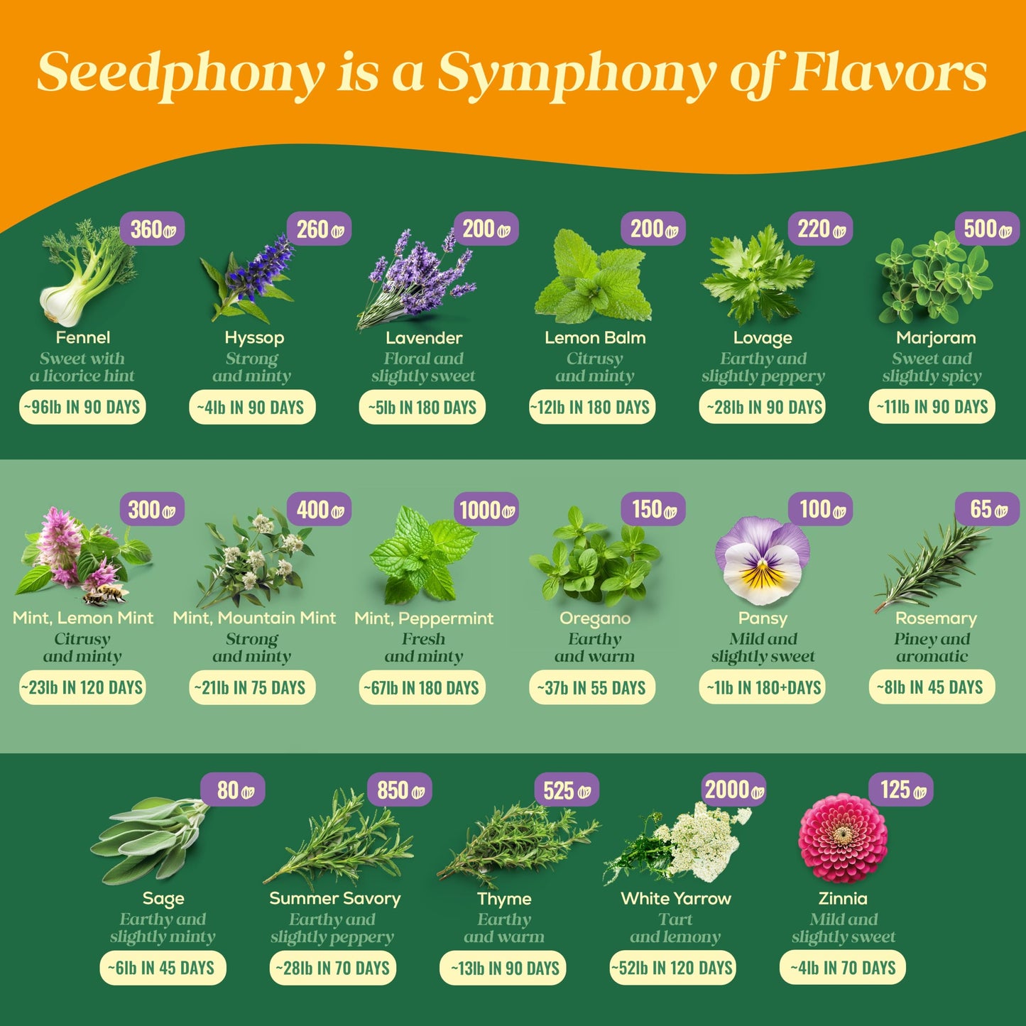 35 Medicinal & Tea Herb Seeds Variety Pack - 16,285+ Non-GMO Heirloom Herbs Seeds for Planting Indoor & Outdoor: Lavender, Rosemary, Echinacea, Mint, Catnip, Basil - Gardening Seed Packets