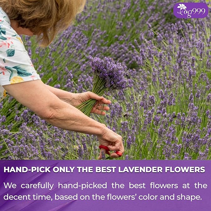 TOG999, Premium 30 Lavender Flower Tea Bags, 100% Natural & Pure from Lavender Flowers. Loose Flower Lavender Herbal Tea. Lavender Flower Tea. No Sugar, No Caffeine, No Gluten, Vegan.