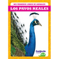 Los Pavos Reales (Peacocks) - Library Binding