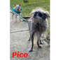 Pico: Tiny Dog Massive Penis - Paperback