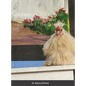 Taco gets lost in Ruidoso New Mexico and Discovers "The Downs". - Hardcover