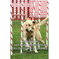 Labradors - History, Breeding, Field Trials & Shows - Hardcover