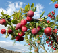 Wild Plum Cuttings Set of 12 Unrooted Prunus Tree Cuttings for Propagation and Garden Growing