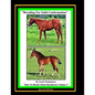 Breeding For Solid Conformation - Paperback