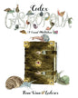 Codex Gastropoda: A Visual Meditation - Paperback
