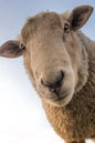 Sheep: Domestic Sheep Are Quadrupedal, Ruminant Mammals Typically Kept as Livestock. Like Most Ruminants, Sheep Are Members o - Paperback