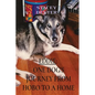 Eddie: One Dog's Journey from Hobo to a Home - Paperback