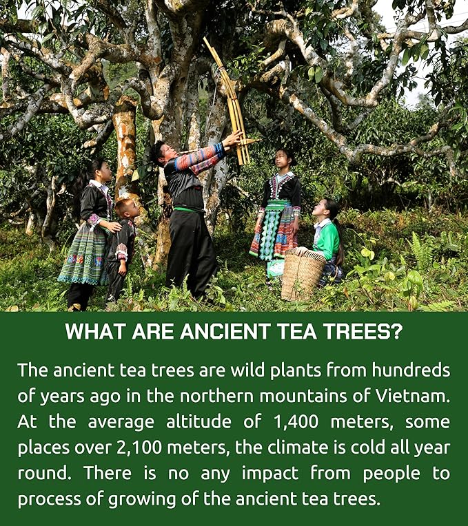 VIXI Green Tea Bags, 150 Counts, Vietnam's Mountain Tea, Caffeinated, Tagless, Balanced Taste, 100% Natural from Ancient Tea Tree, Perfect for Hot and Cold Brew