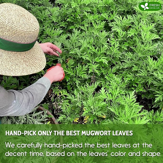 FreshDrinkUS, Premium 60 Mugwort Leaf Tea Bags, 100% Natural and Pure Mugwort Leaves. Loose Leaf Mugwort Herbal Tea. Mugwort Leaf Tea. No Sugar, No Caffeine, No Gluten, Vegan.