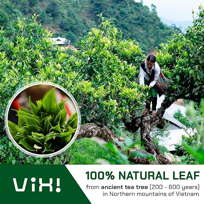 VIXI Green Tea Bags, 150 Counts, Vietnam's Mountain Tea, Caffeinated, Tagless, Balanced Taste, 100% Natural from Ancient Tea Tree, Perfect for Hot and Cold Brew
