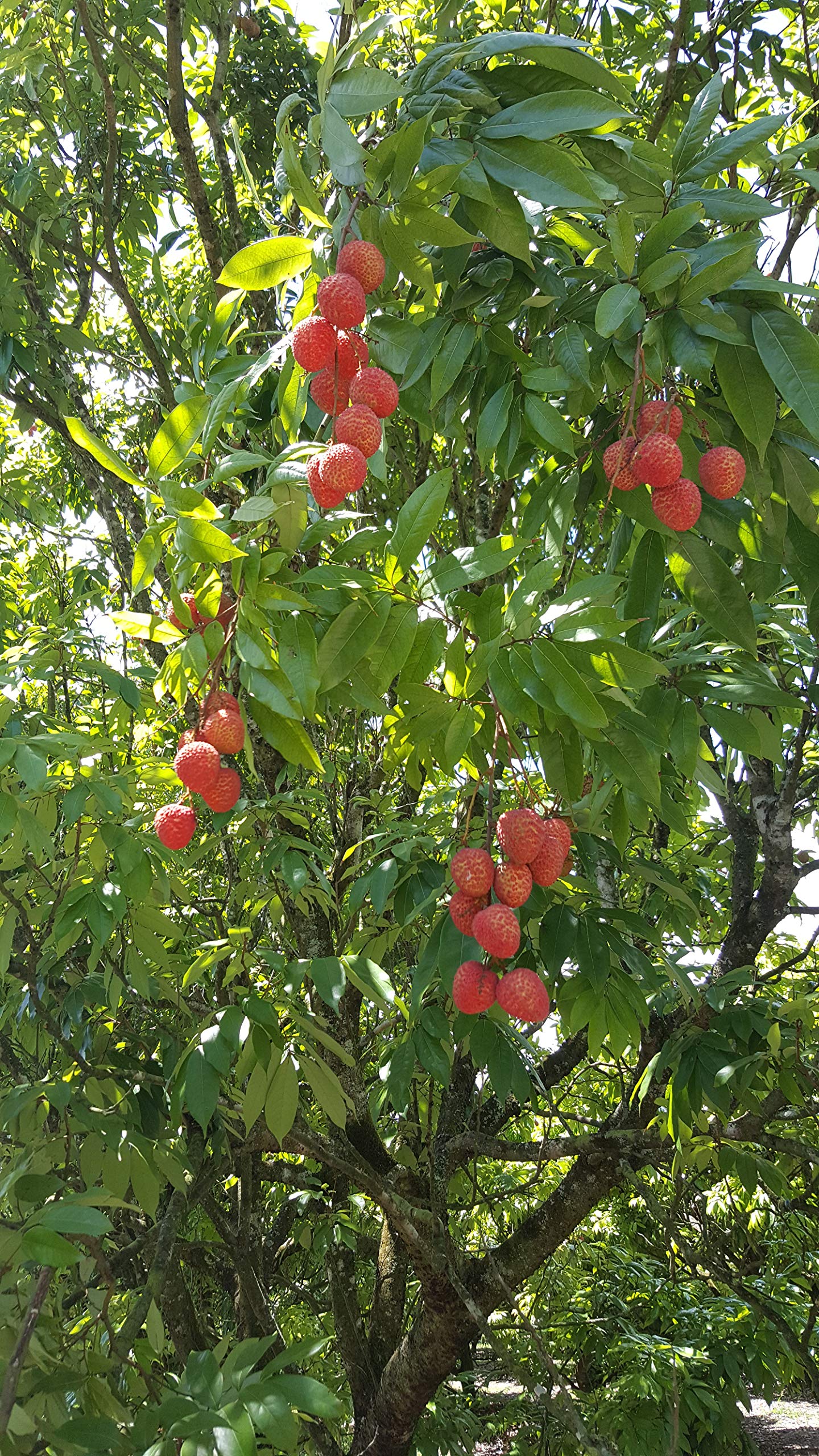 Fresh Lychee  - 2lb