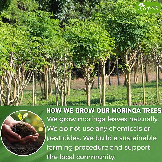 TOG999, Premium 200 Moringa Leaf Tea Bags, 100% Natural & Pure from Moringa Leaves. Loose Leaf Moringa Herbal Tea. Moringa Leaf Tea. No Sugar, No Caffeine, No Gluten, Vegan.