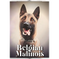 Belgian Malinois: Dog breed overview and guide - Paperback